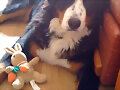 mia y su conejito