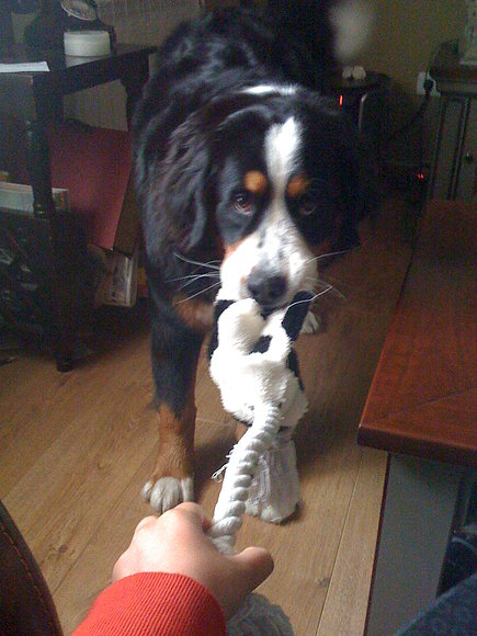 mia y su ex pelota