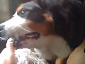 con la pelota se ensa&ntilde;a