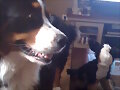 mia y mini mia