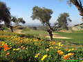 Paisaje de Flores