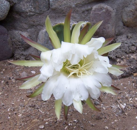 Flor de San Pedro