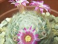 Mammillaria Laui Dasyacantha