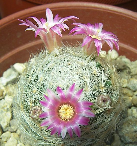 Mammillaria Laui Dasyacantha