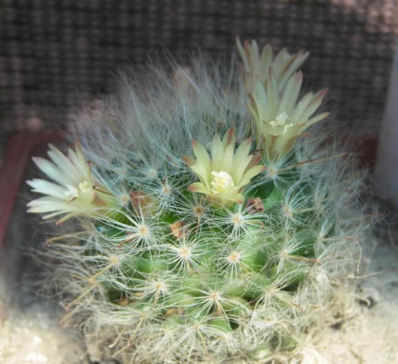 Mammillaria albilanata