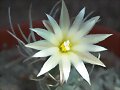 Turbinicarpus flaviflorus