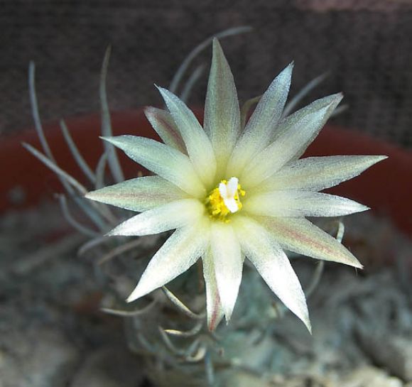 Turbinicarpus flaviflorus