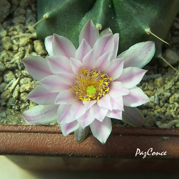 Echinocereus knipelianus