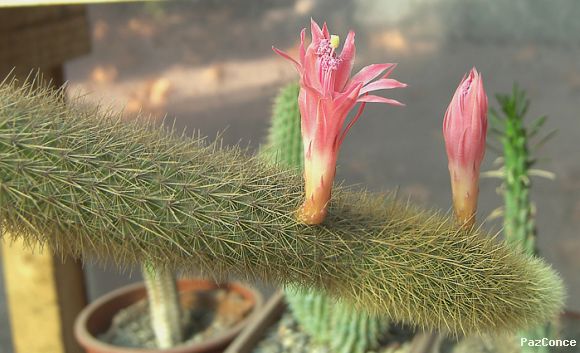 Flor de Cleistocactus