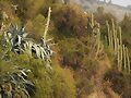 Cactus en habitat