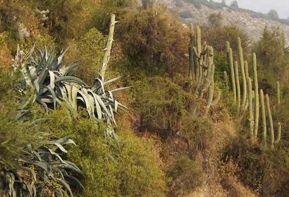 Cactus en habitat