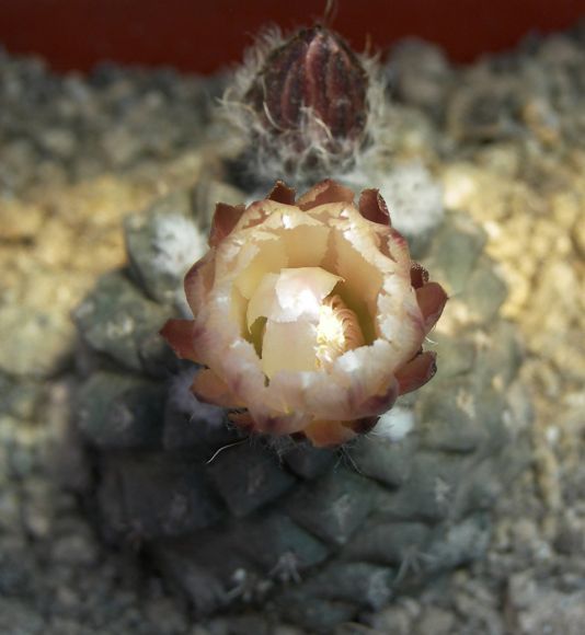 Neoporteria occulta (Eriosyce)