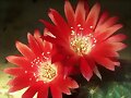 Echinopsis