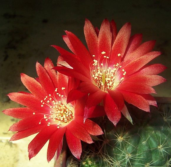 Echinopsis