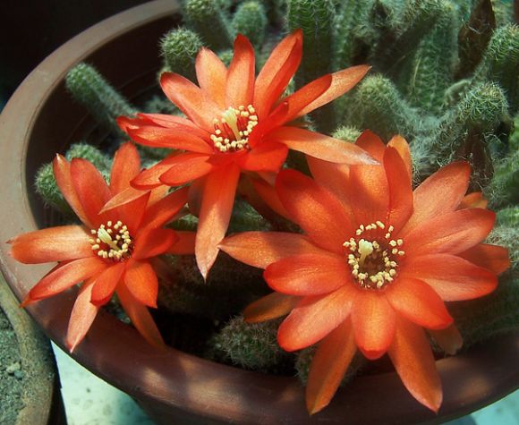Chamaecereus silvestrii