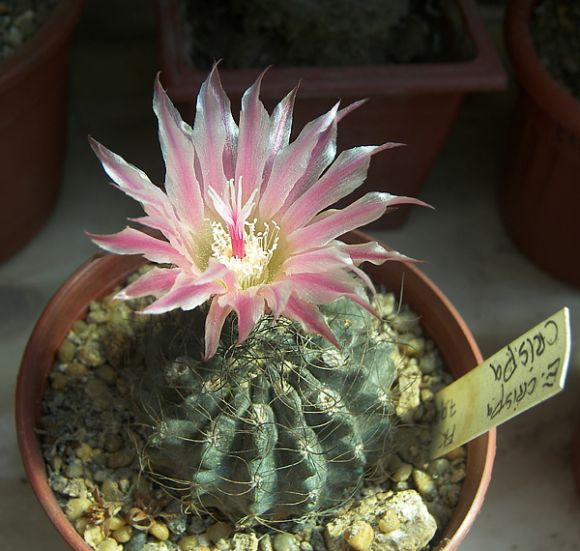 Eriosyce crispa crispa