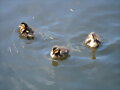 Los patitos
