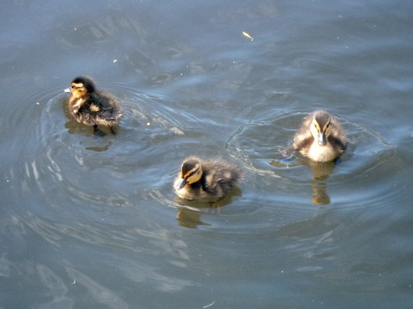 Los patitos