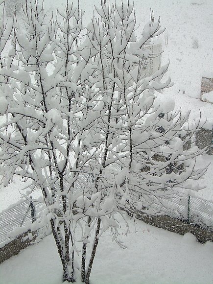 Nevada esterri