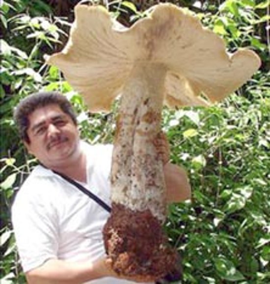 Un hongote.