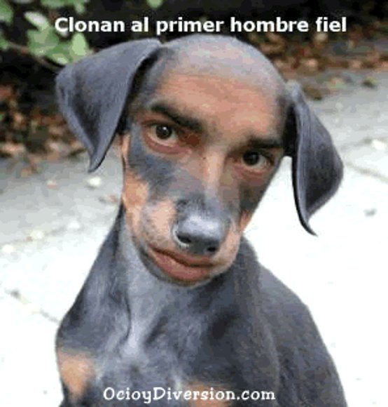 Todo por necio.