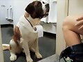 Mi perro siempre me auxilia.