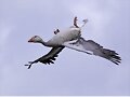 Un vuelo extra&ntilde;o.