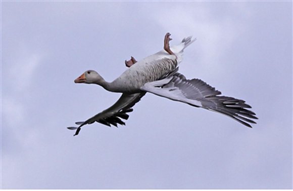 Un vuelo extraño.