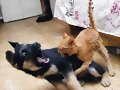 El gato gandalla.