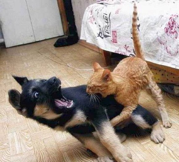El gato gandalla.