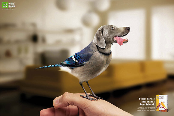 Extraño alimento para pajaros.
