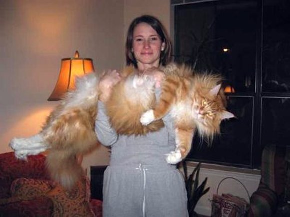 Super Gato.