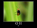 Insecto educado.
