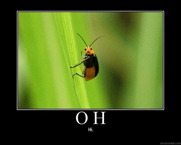 Insecto educado.