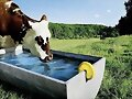 Un gran martini para una vaca.