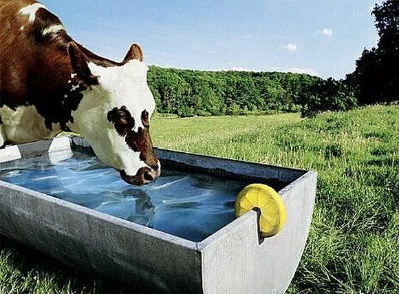 Un gran martini para una vaca.
