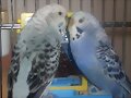 oli y lila