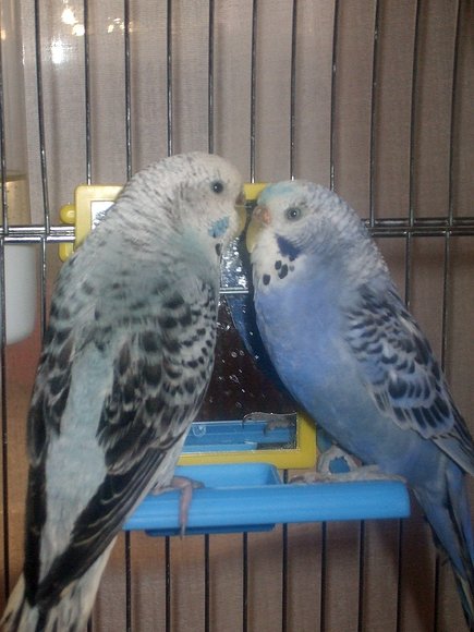 oli y lila