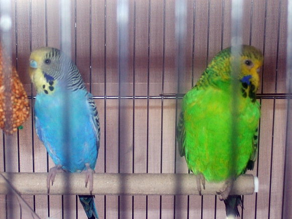 yelow y kawa