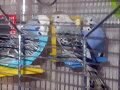 giri,oli y lila