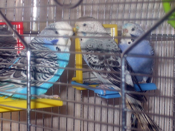 giri,oli y lila