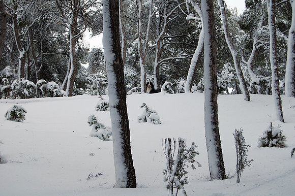 SOBEK PASANDOSELO EN GRANDE CON LA NIEVE