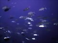 Vivencias de un pescador