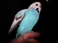 Pupi