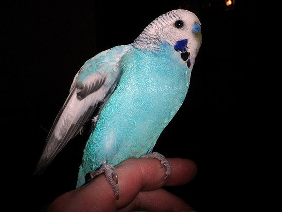 Pupi