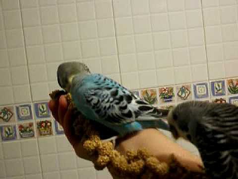 Pelea por el panizo