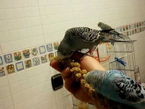 Comiendo panizo