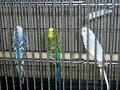 Pericos