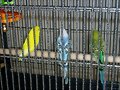Pericos 2