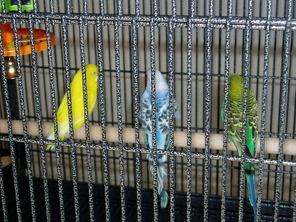 Pericos 2
